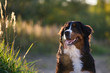 Bernese Mountain dog in the park