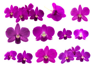 Isolated purple orchid on the white background.