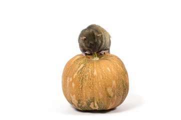 Wall Mural - Rat and a pumpkin.