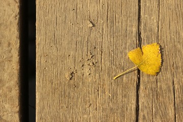 Wall Mural - yellow flowers on wooden background