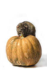 Wall Mural - Rat and a pumpkin.