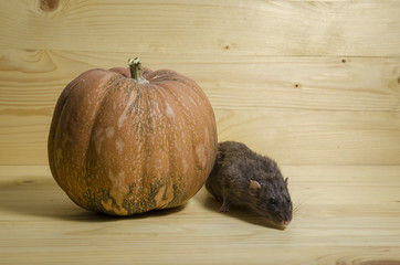 Wall Mural - Rat and a pumpkin.