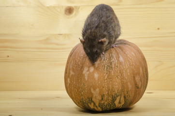 Wall Mural - Rat and a pumpkin.