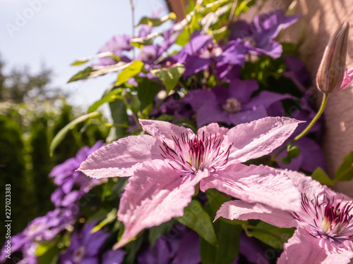 Purple Garden Flowers Flowers Bloom Summer Garden And