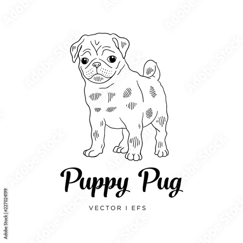 Vector Editable Colorful Sketch Of A Pug Puppy Dog Black