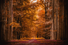 Forest During Autumn