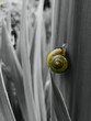 Colored snail 