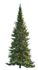 Wall Mural - dark green straight isolated fir tree