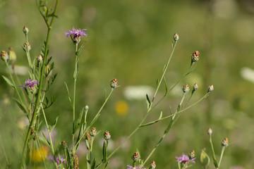 Wall Mural - flowers in the field