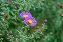 New England Aster Flowers In Bloom