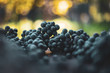 Blue vine grapes. Grapes for making wine. Detailed view of Cabernet Franc blue grape vines in the hungarian vineyard in autumn