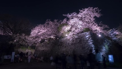 Wall Mural - Beautiful Cherry blossom in bloom over Japanese castle at night. time-lapse