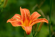 Orange Daylily Flower In Bloom