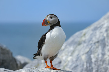 Poster - Northern Atlantic Puffin, Machias Seal Island