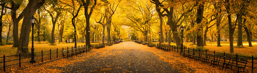 Wall Mural - autumn panorama in central park, new york city, usa