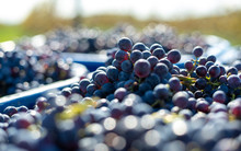 Viticulture: Blue Vine Grapes In Crates. Grapes For Making Wine. Detailed View Of Cabernet Franc Blue Grape Vines In The Hungarian Vineyard In Autumn.