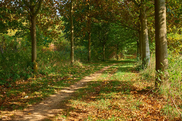 Wall Mural - Footpath with fallen yellow leaves in autumn