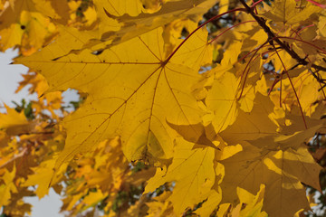 yellow maple leaves in autumn