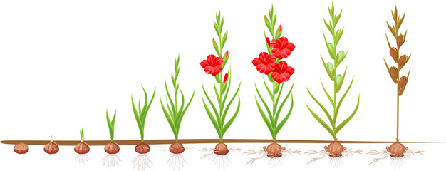 Wall Mural - Life cycle of gladiolus plant. Stages of growth from planting corm to adult plant with flowers and seeds