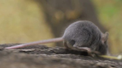 Wall Mural - Wild wood mouse sitting on the forest