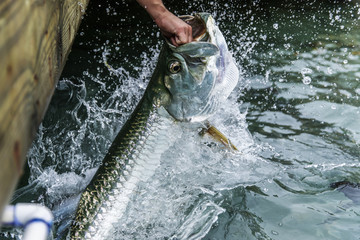 Wall Mural - Feeding Big Tarpon