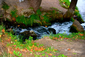 stream in forest