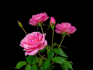 Cluster of Pink Wild Roses with buds isolated in black background