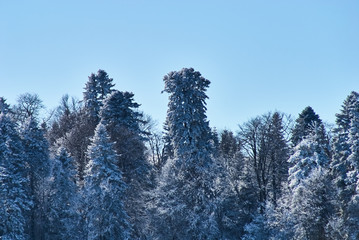 Winter snowy forest on a background of clean blue sky. Lago-Naki, The Main Caucasian Ridge, Russia