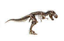 Fossil Skeleton Of Dinosaur King Tyrannosaurus Rex ( T-rex ) Isolated On White Background.