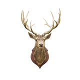 Fototapeta  - Stuffed deer head.