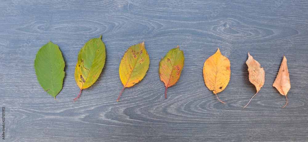 Life cycle of leaves on the wooden background. Color of leaves in ...