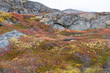 Herbstliche Tundra in Grönland in Sisimiut