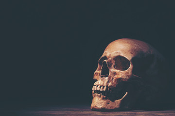 Human skull in dark tone background for using in Halloween concept, scary and death style with old white horror bone skeleton, real anatomy education