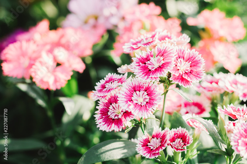 Photo Pink Dianthus flowers (Dianthus chinensis), China Pink flower in flowerbed