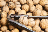 Fototapeta  - Old vintage nutcracker on top of walnuts