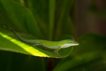 Green Anole Lizard Among Shady Green Leaves