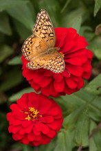 Vertical View Variegated Fritillary Butterfly On Red Zinnia