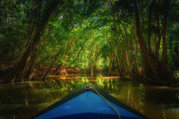 Dominica Rowing boat paddling into the mangrove with trees and beautiful soft sunlight in the background, dark river. Blurry boat and sharp trees on the indian river of Dominica