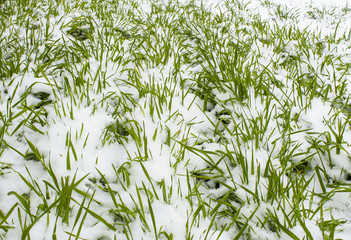 Seedlings of winter crops