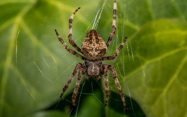 Wall Mural - Spinne im Netz