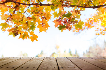 Poster - Multi colored autumn tree leaves over wooden deck