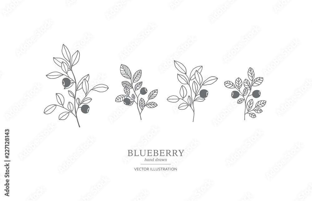 Hand drawn blueberry set. - obrazy, fototapety, plakaty 