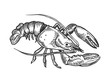 Lobster sea animal engraving vector illustration. Scratch board style imitation. Black and white hand drawn image.