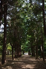 Poster - A view of the autumn park