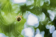 Orb Weaver Spider.