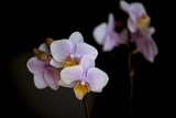 Fototapeta Storczyk - small orchid on black background