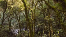 Morning Sunlight Streaming Through Mossy Cloudforest. Time-lapse. In The Rio Pita Valley, A Steep Gorge  Situated Near Cotopaxi Volcano In The Ecuadorian Andes.
