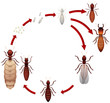 © blueringmedia - A termite life cycle
