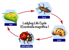 A Ladybug Life Cycle