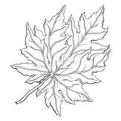 Sticker - leaves. Hand Drawn Vector illustration. Outline leaves, isolated on white background. Hand drawn Monochrome realistic illustration